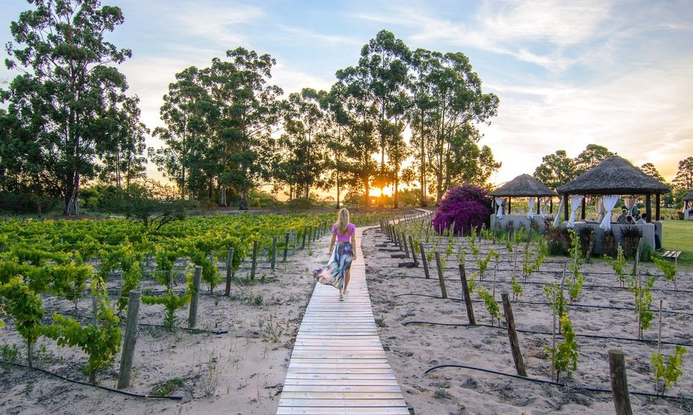 uruguay wine tours - Wine Paths